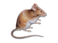 rodent-house-mouse