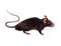 rodent-roof-rat