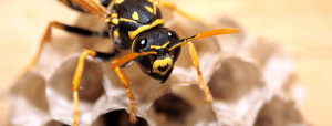 wasp and bee control eastern pennsylvania