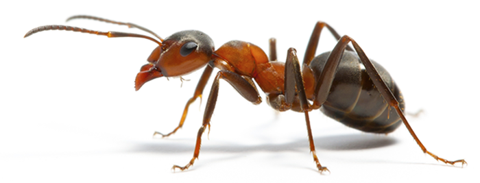 is a one-time treatment enough to get rid of ants