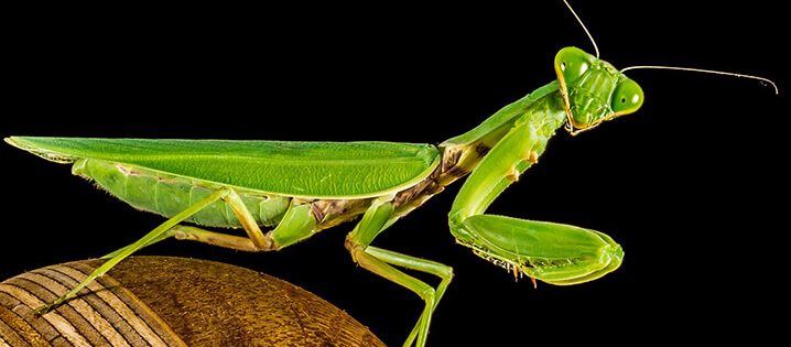 How do you tame a ghost mantis?