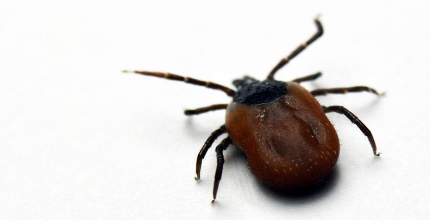 The 411 About Tick Bites: Pointe Pest Control