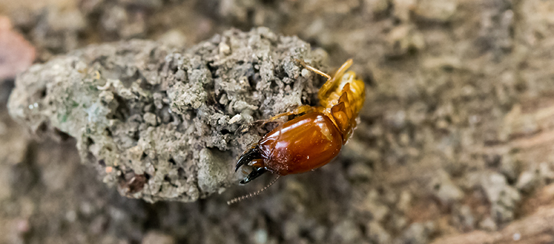 Termites in PA - DIY Termite Control, Don't Risk It: Pointe Pest Control
