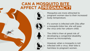 Mosquito bite affect pregnancy