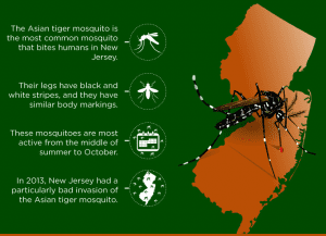 New Jersey Have Black Mosquitoes