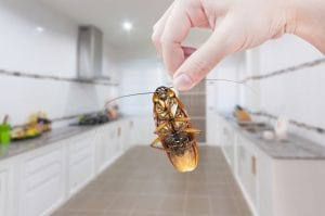 household pests
