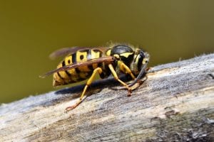 wasp prevention