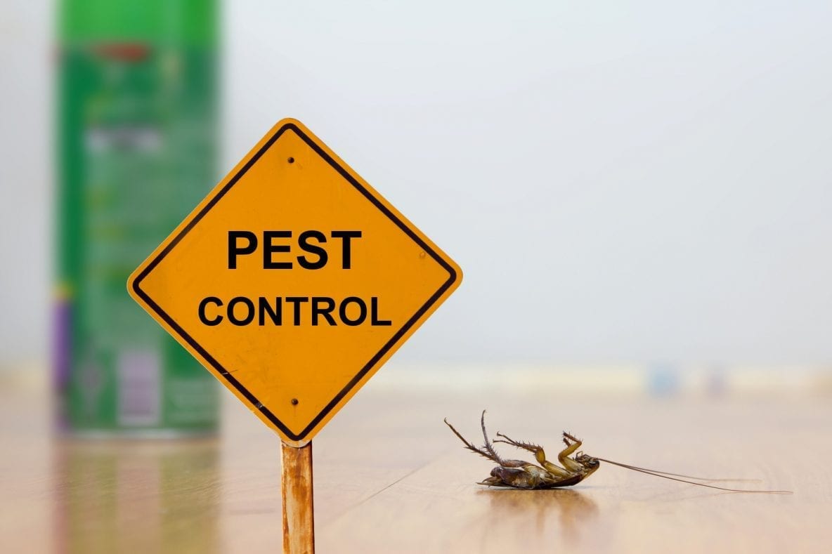 How to Choose Expert Pest Control Companies