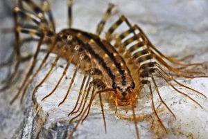 house centipede infestation