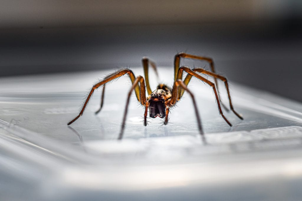 8 Types Of House Spiders And How To Prevent Them