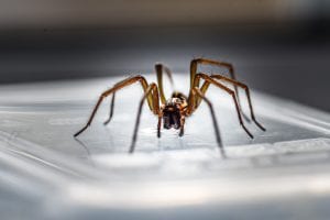 types of house spiders