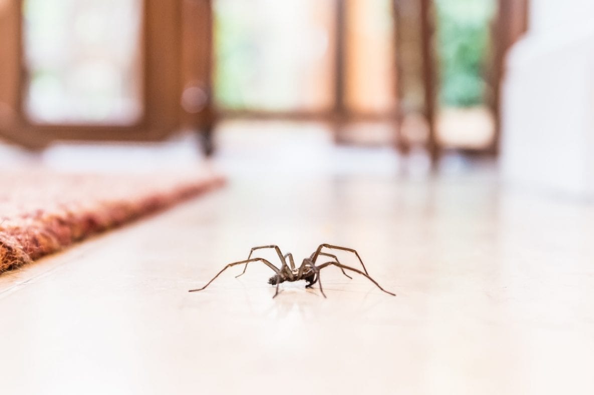 A Guide For The Arachnophobes How To Keep Spiders Out Of Your Home