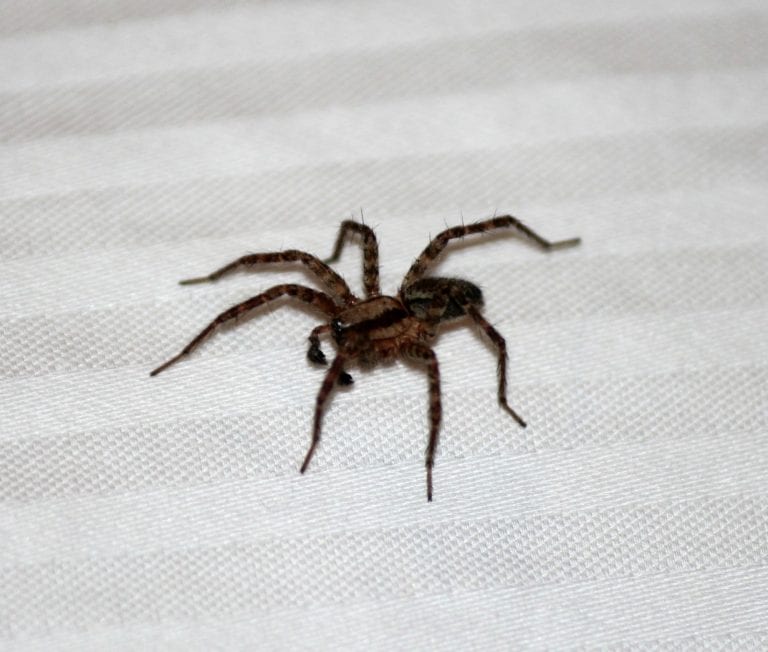 Most Common Spiders Found in Pennsylvania and Are They Poisonous