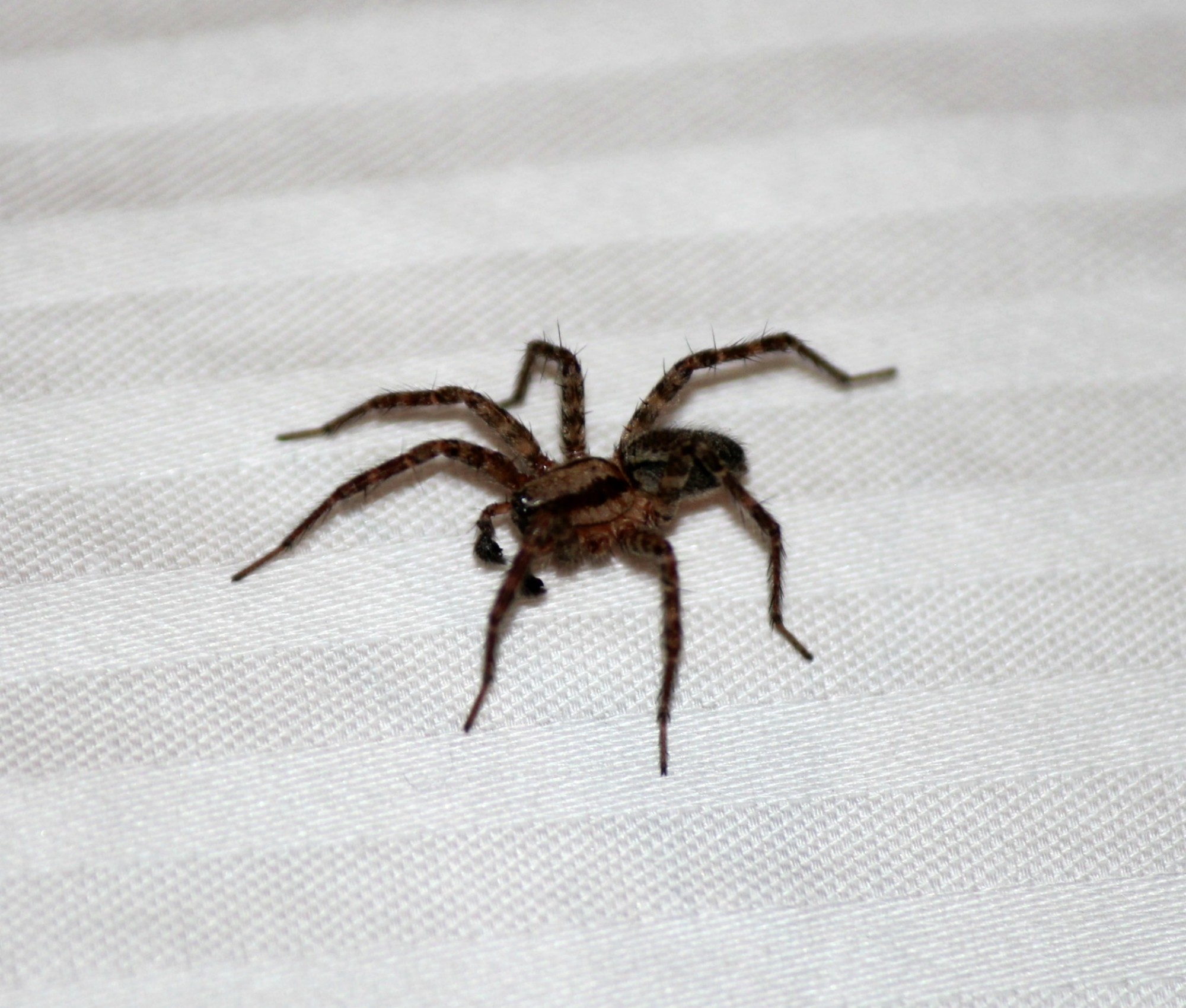Are House Spiders More Common in the Winter?