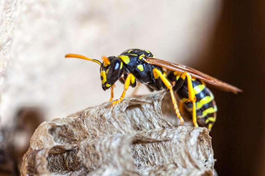 bee vs wasp vs hornet