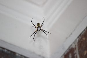 spiders in delaware