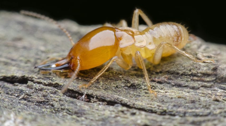 types of termites