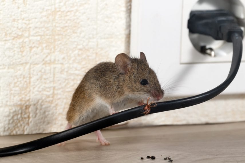 mouse infestation signs
