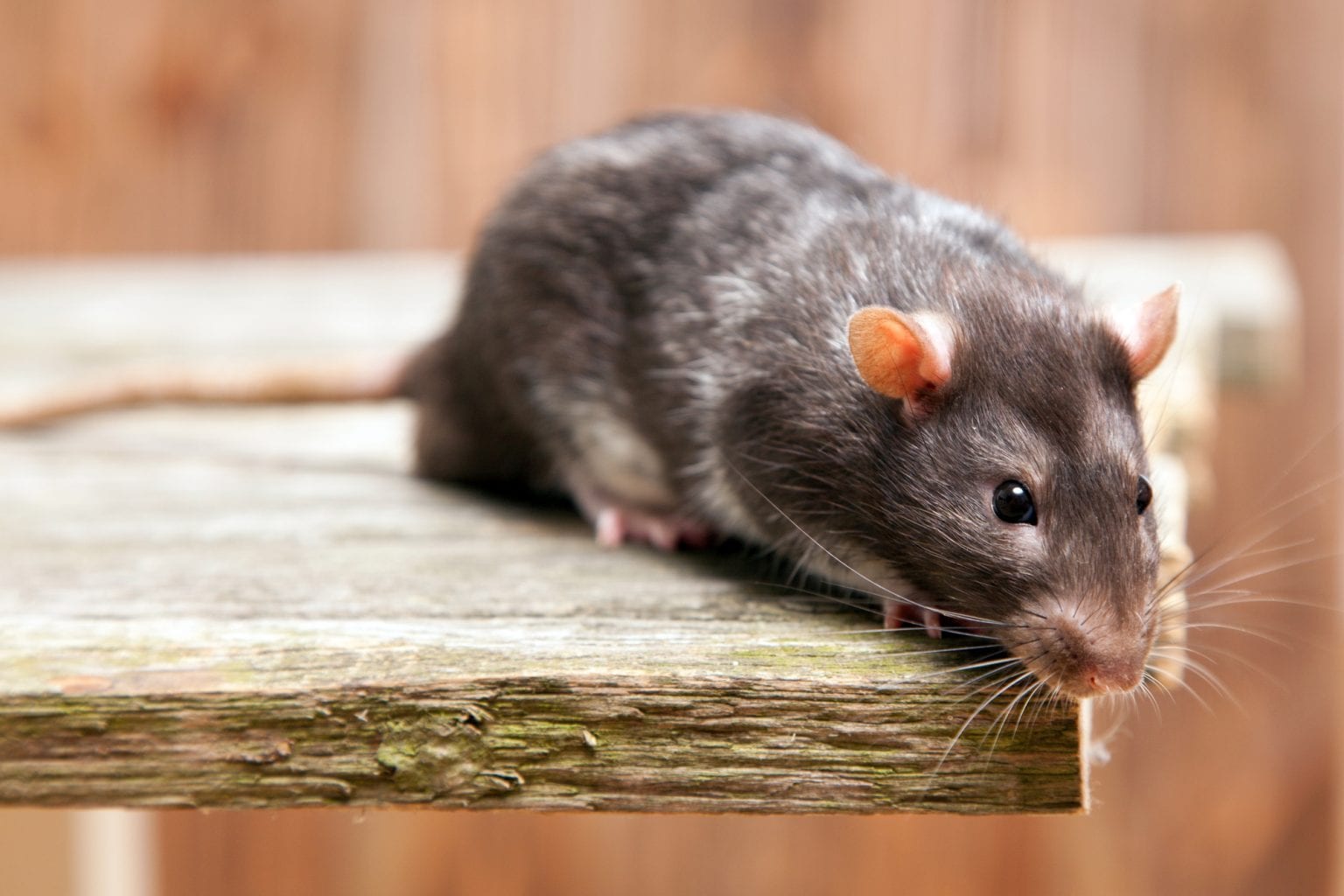 What Are Some Fun Facts About Rodents