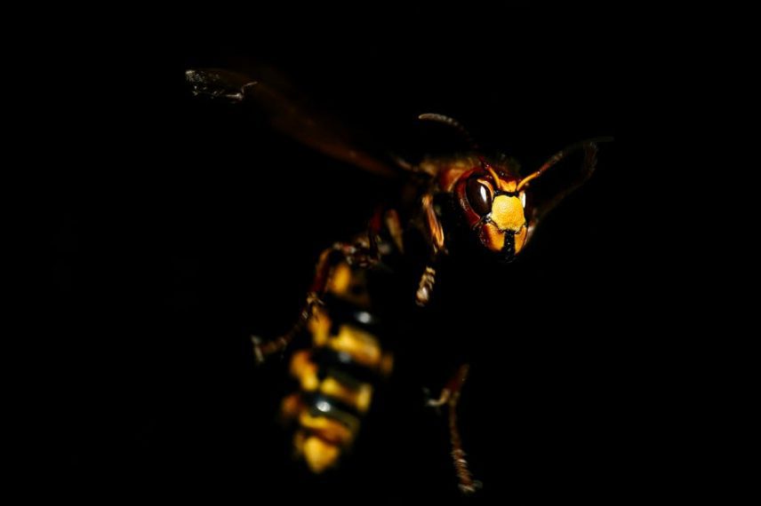 wasp vs hornet